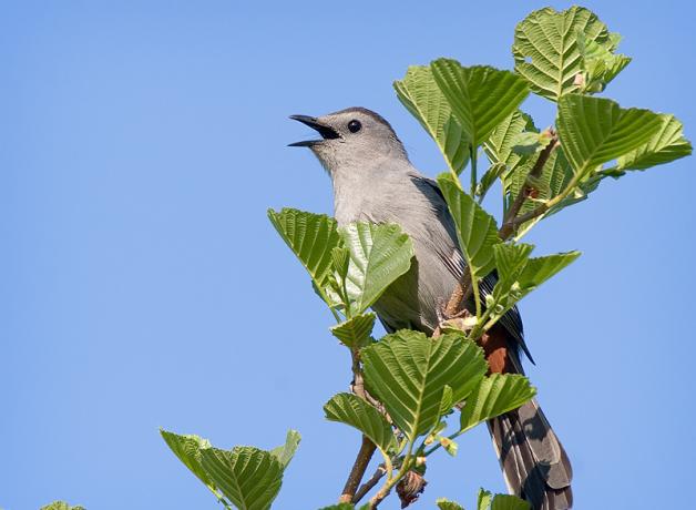 Sitting In The Catbird Seat BirdNote   Gray Catbird 2007 Pat Hemlepp 